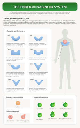 Comprehensive Guide to Arthritis-Friendly Exercise Regimens for British Adults