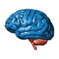Comprehensive Approaches to Pain Management in Older Adults: Integrating Physical and Psychological Strategies